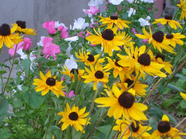 Обои картинки фото цветы, разные, вместе