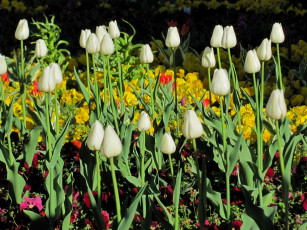 Картинка цветы тюльпаны