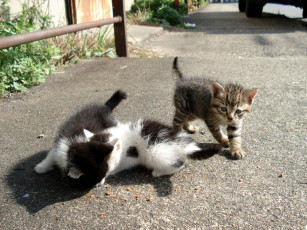 Картинка животные коты котенок