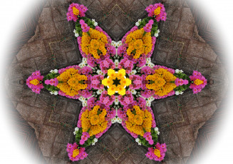 Картинка цветы примулы