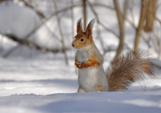 Картинка животные белки снег зима