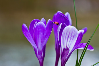 Картинка цветы крокусы