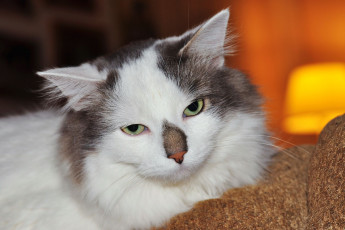 Картинка животные коты кошка