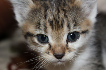 Картинка животные коты котенок