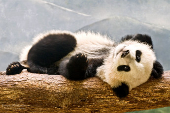 Картинка животные панды медвежонок отдых