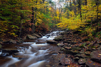 Картинка природа реки озера pennsylvania ricketts glen state park