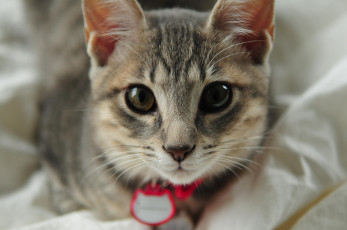 Картинка животные коты cat