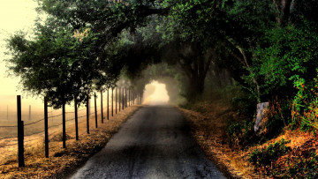 Картинка природа дороги дорога деревья