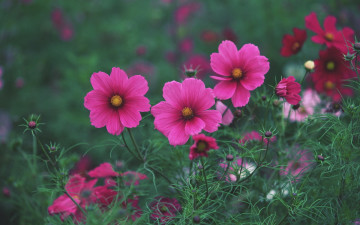 Картинка цветы космея бутоны зеленый фон