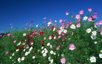 Картинка цветы космея небо