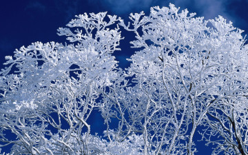 Картинка природа зима иней небо