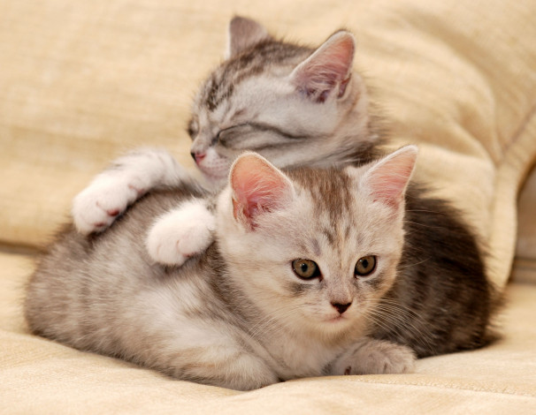 Обои картинки фото животные, коты, котенок