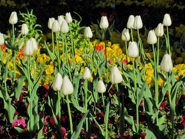 Обои картинки фото цветы, тюльпаны