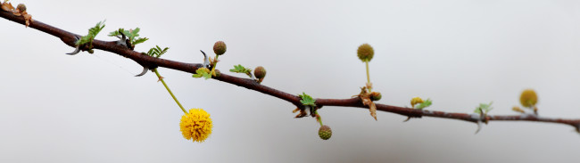 Обои картинки фото цветы, цветущие, деревья, кустарники, ветка, кения, merrueshi