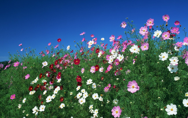 Обои картинки фото цветы, космея, небо