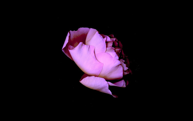 Обои картинки фото цветы, розы, rose