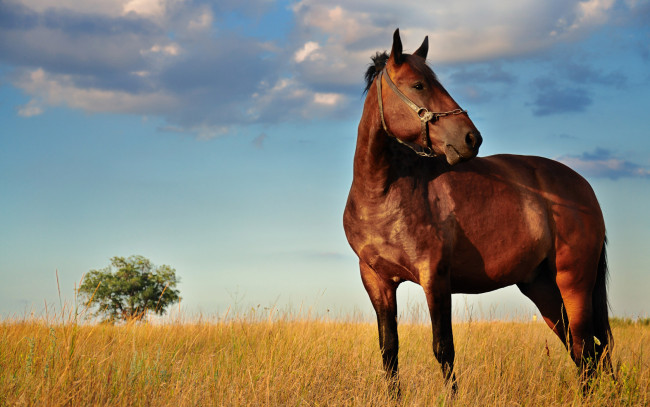 Обои картинки фото животные, лошади, дерево, небо, трава, жеребец