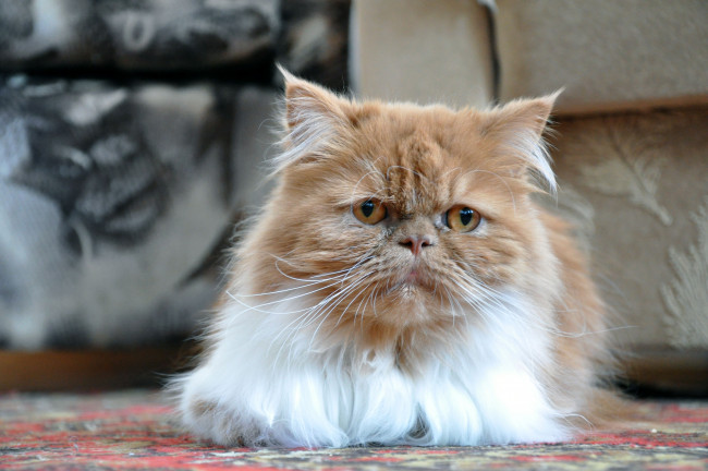Обои картинки фото животные, коты, персидский, кот, перс