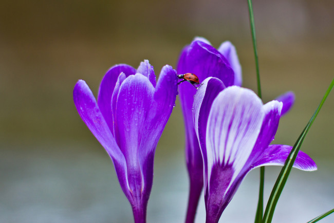 Обои картинки фото цветы, крокусы