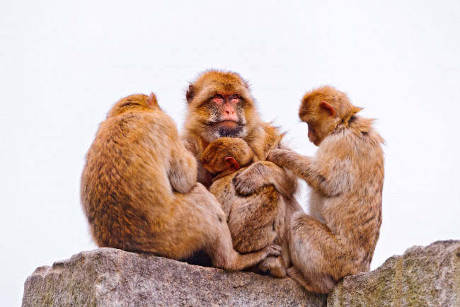 Обои картинки фото животные, обезьяны
