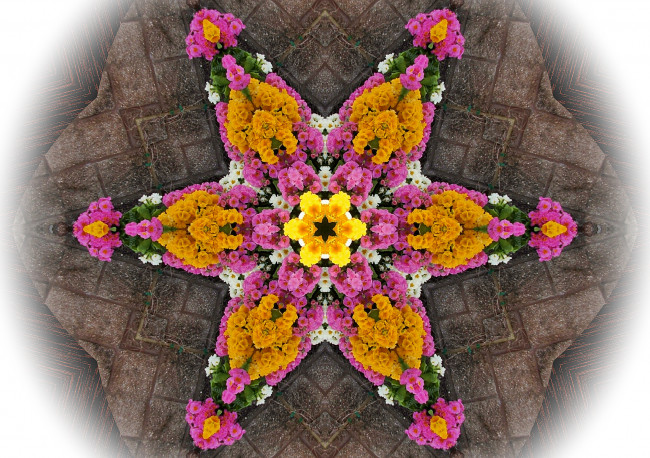 Обои картинки фото цветы, примулы