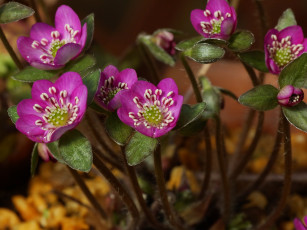 Картинка цветы ветреницы +печёночницы печеночница