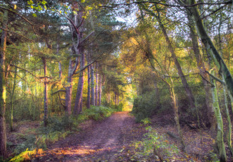 Картинка природа дороги лес дорога