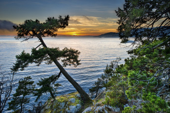 Картинка природа восходы закаты заря горизонт сосна берег океан