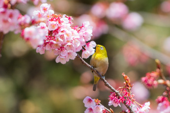 Картинка животные белоглазки сакура