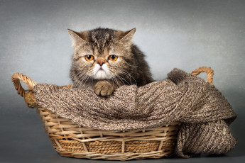 Картинка животные коты корзина