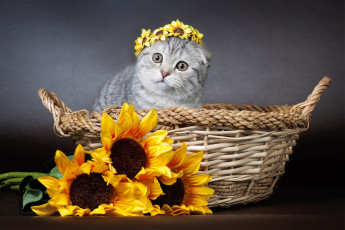 Картинка животные коты подсолнухи венок