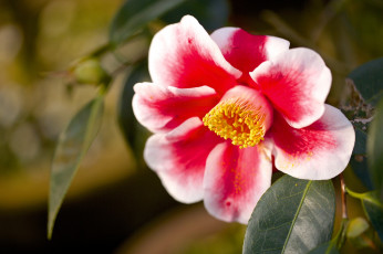 Картинка цветы камелии пестрый