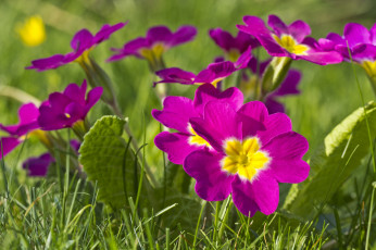 Картинка цветы примулы розовый