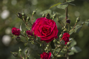 Картинка цветы розы красный