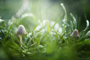 Картинка природа грибы трава