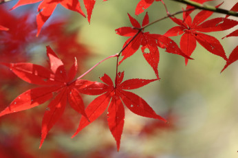 Картинка природа листья осень