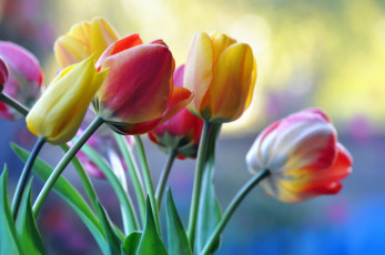 Картинка цветы тюльпаны бутоны