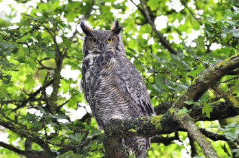 Картинка животные совы пестрая