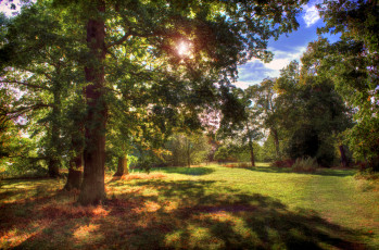 Картинка природа лес листва поляна свет