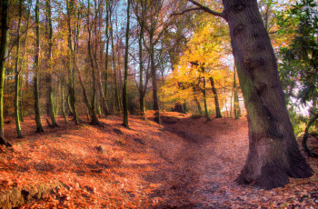 Картинка природа лес тропинка осень