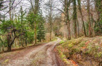 Картинка природа дороги лес дорога