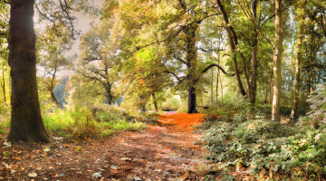 Картинка природа лес осень тропинка