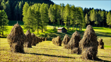 Картинка природа пейзажи лес луг стога