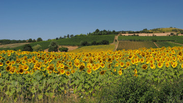 Картинка природа поля подсолнухи поле