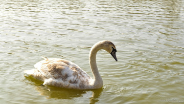 Картинка животные лебеди вода грация рябь
