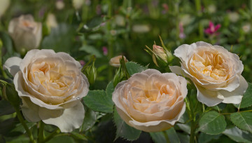 Картинка цветы розы кремовый