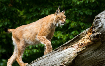 Картинка животные рыси кошка