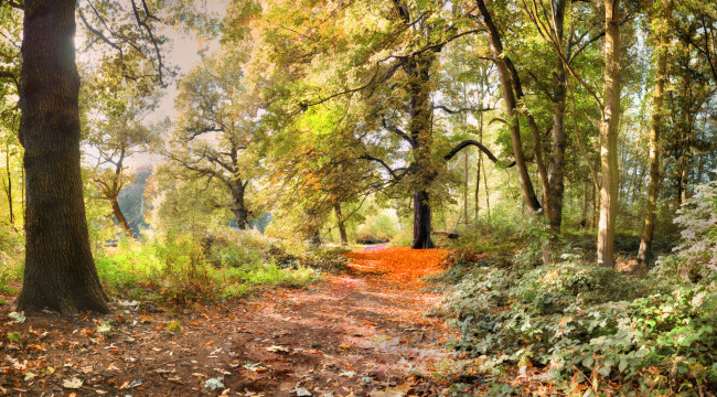 Обои картинки фото природа, лес, осень, тропинка
