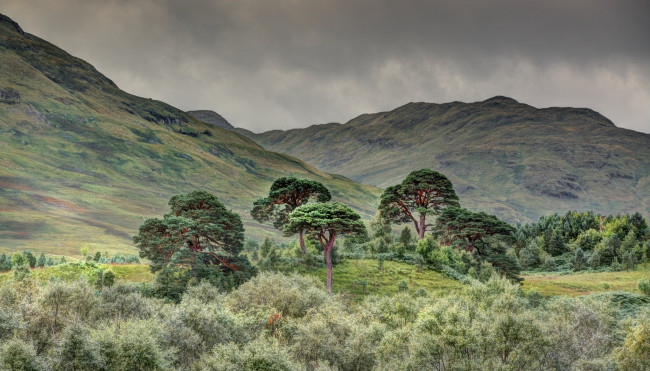 Обои картинки фото природа, горы, равнина, трава, деревья