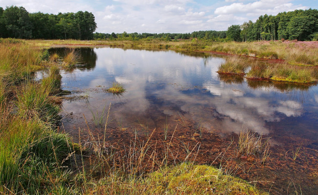 Обои картинки фото природа, реки, озера, лес, озеро, трава, облака